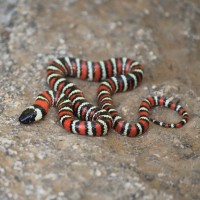 Los Angeles Zoo and Botanical Gardens Employee Luc Myers's profile photo