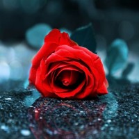 Carla Cuomo Email & Phone Number