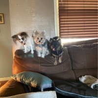 Deanna Brown Email & Phone Number