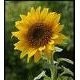 Teresa Yoder Email & Phone Number