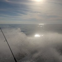 Mark Musatto's profile photo