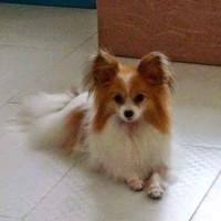 Light Tec SARL Employee Lilian Lam's profile photo
