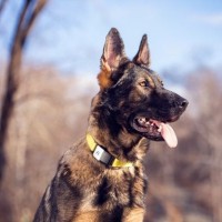 Fi - Next Generation Dog Collars Employee Thor .'s profile photo