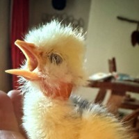 thePlatform Employee Avi Finkel's profile photo