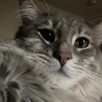 Dogdrop Employee Li M.'s profile photo
