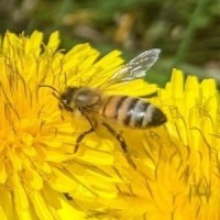 Bethesda Game Studios Employee Andrew Griffiths's profile photo