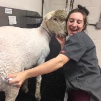 Skippack Animal Hospital Employee Brooklyn Lewis's profile photo