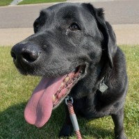 Netoir.com Employee Joe Loughry's profile photo