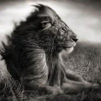 STRONG SPIRITS INC Employee Dana Perry's profile photo