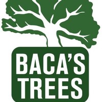 Bacas Trees