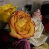 Suzanne Shipley Email