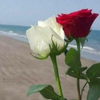 Abrar Ayoub Email