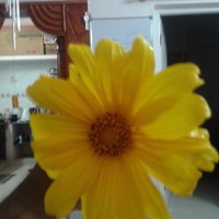 Annu Shebiya Email