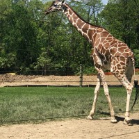 Fort Wayne Zoo Employee Bryan Gossett's profile photo