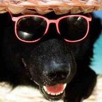 sos Employee Sofian Balkan's profile photo