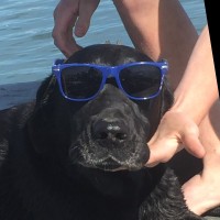 Mike Howell DVM Email & Phone Number