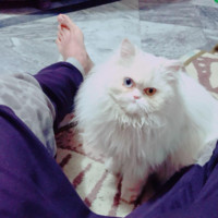 Web administrator Employee Muhammad Bilal's profile photo
