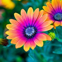 Interns Pakistan Employee Fatima Mahmood's profile photo