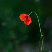 MEC Aerial Work Platforms Employee ir t's profile photo