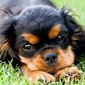 Bode Tucker's profile photo