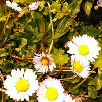 DH-PR LIMITED Employee Daisy Hoppen's profile photo