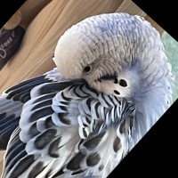 IntechOpen Employee Xiao-Lan Huang's profile photo