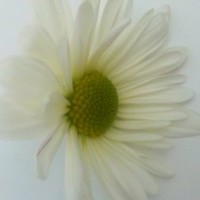 Favoured - Digital Marketing Agency Employee CTD Lester's profile photo