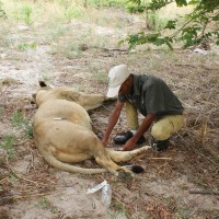 Cheetah Conservation Fund Employee Liomba-Junior Mathe's profile photo