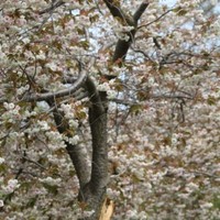 Optimise Employee MJ Gay's profile photo