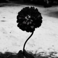 Sebastien Zanella Email & Phone Number