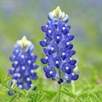 Tutor Electrical Service, Inc Employee Dawn Willis's profile photo