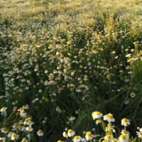Fuzhou Farwell Import & Export Co., Ltd. Employee Chloe Wu's profile photo