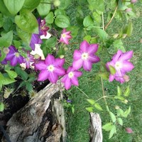 Robin Mallon Email & Phone Number