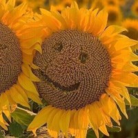 HoloCare Employee Alfie S's profile photo
