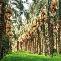 ENTCCO Employee مهند المشوح's profile photo