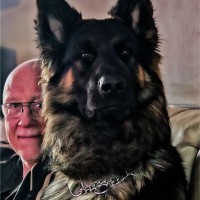 Savoy Timber Ltd Employee Ian McDonnell's profile photo