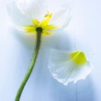 Cactus Studios Employee Fabrice Besse's profile photo