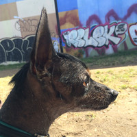 Mount Laurel Animal Hospital Employee Kerri Wells's profile photo