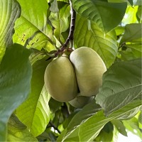 University of Louisville Employee Thomas Edison's profile photo